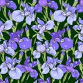Purple and blue irises on a dark green background, seamless